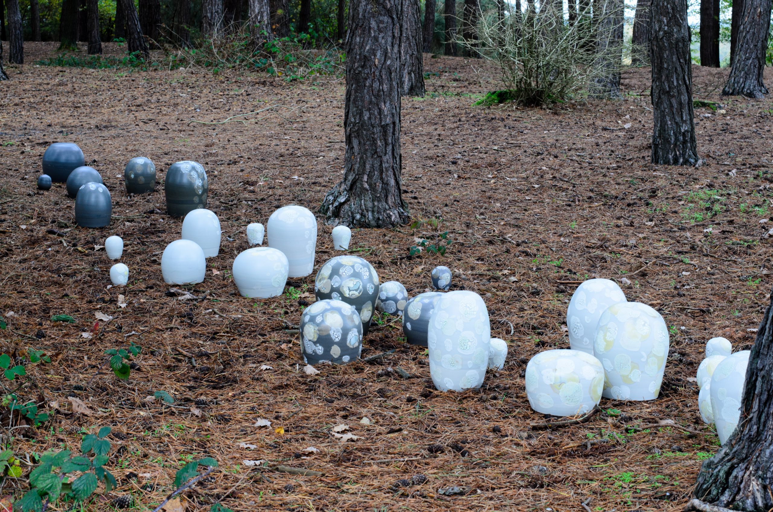 Lichen forms - Linda Bloomfield
